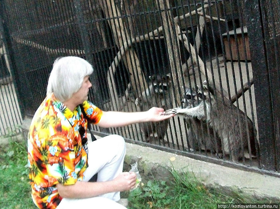 Протянем дающую руку енотам-полоскунам. Новосибирск, Россия