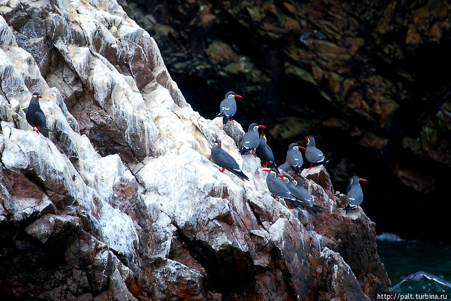 Элегантные усачи — крачки инков Острова Бальестас Национальный Резерват, Перу