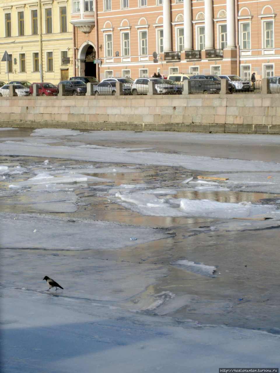 Поэтому ворона смело шагает по льду в направлении к Чижику-Пыжику. Санкт-Петербург, Россия