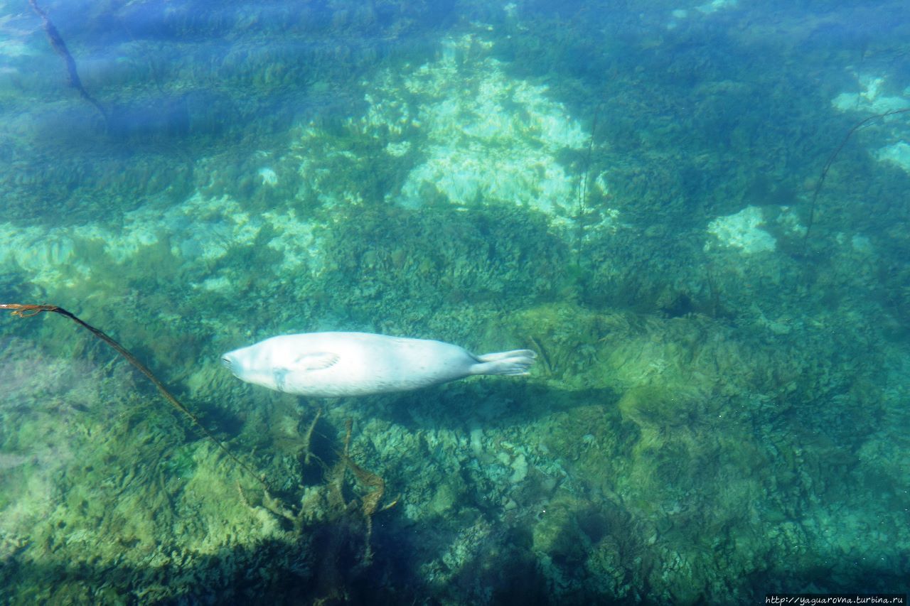 Аквариум Олесунн, Норвегия Аквариум Олесунн, Норвегия