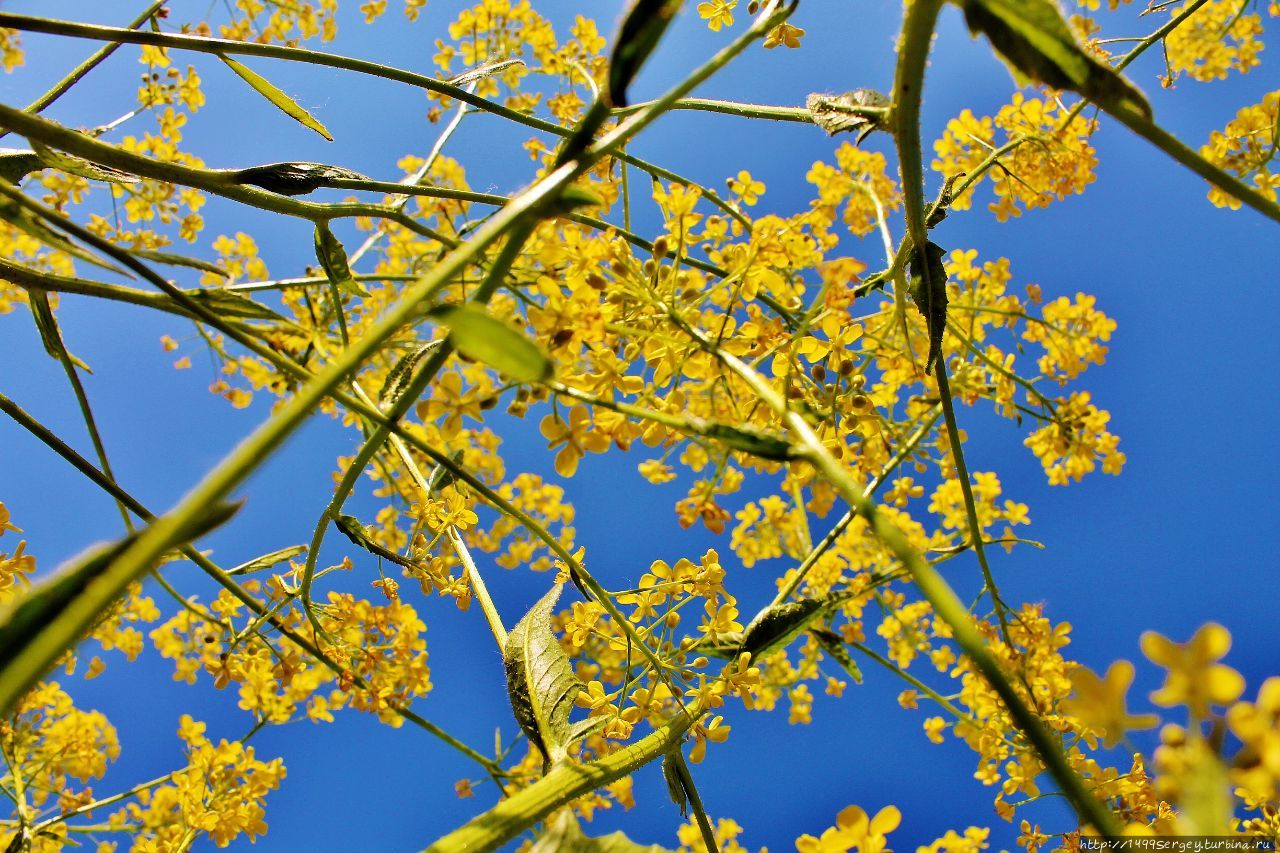 Сурепка обыкновенная, Св. Варвара и астероид (234) Барбара Волосово, Россия