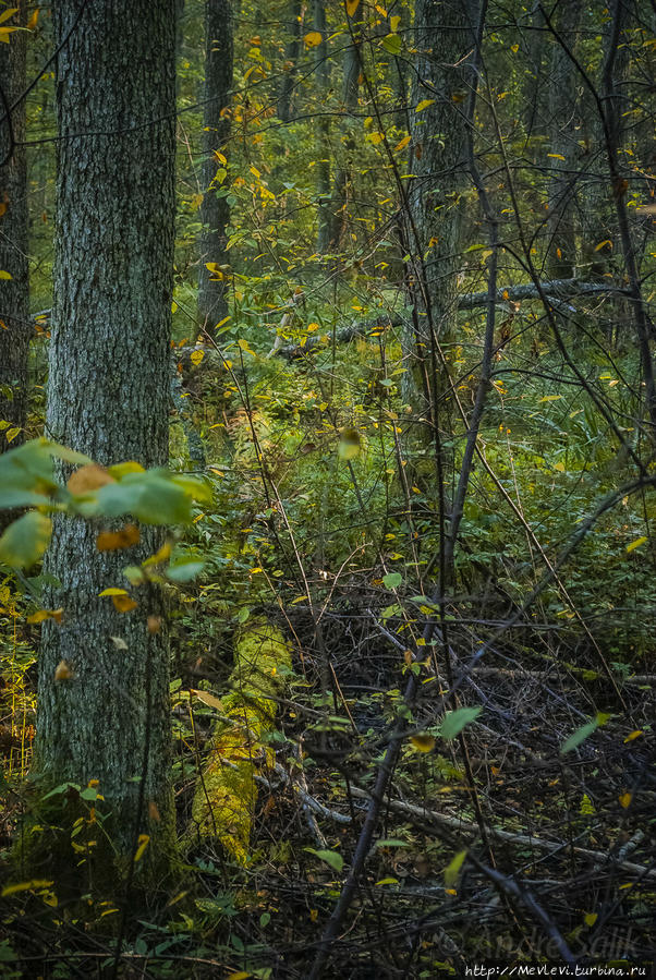Тропа не для слабых Кемери, Латвия