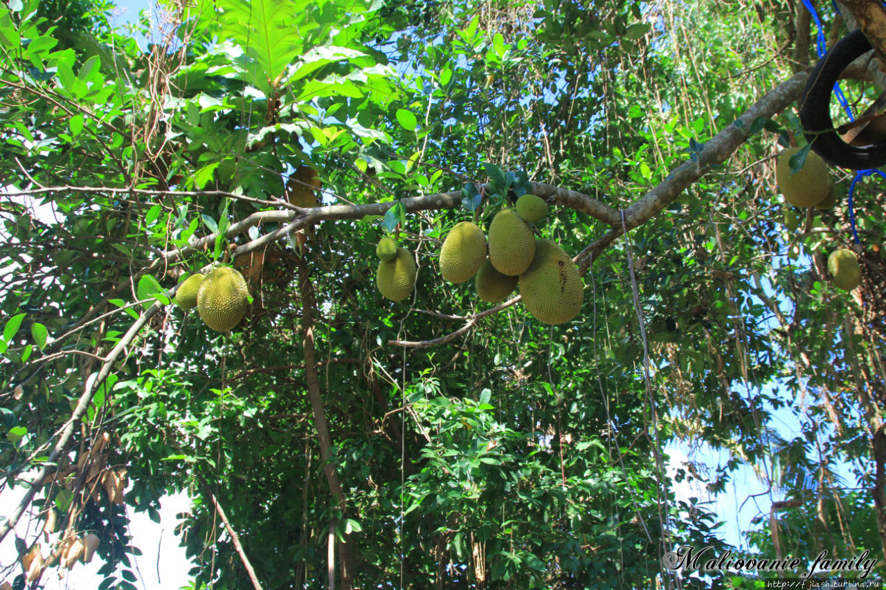 Это плоды хлебного дерева. Убуд, Индонезия