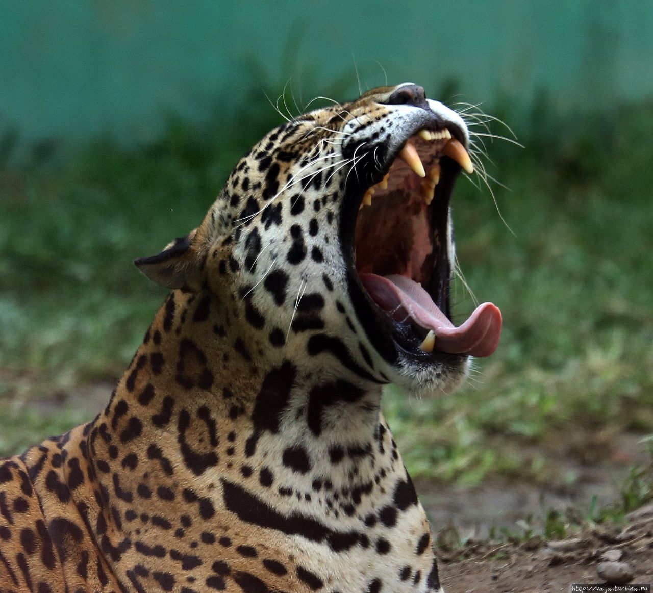 Зоопарк Лимы. Перу Лима, Перу