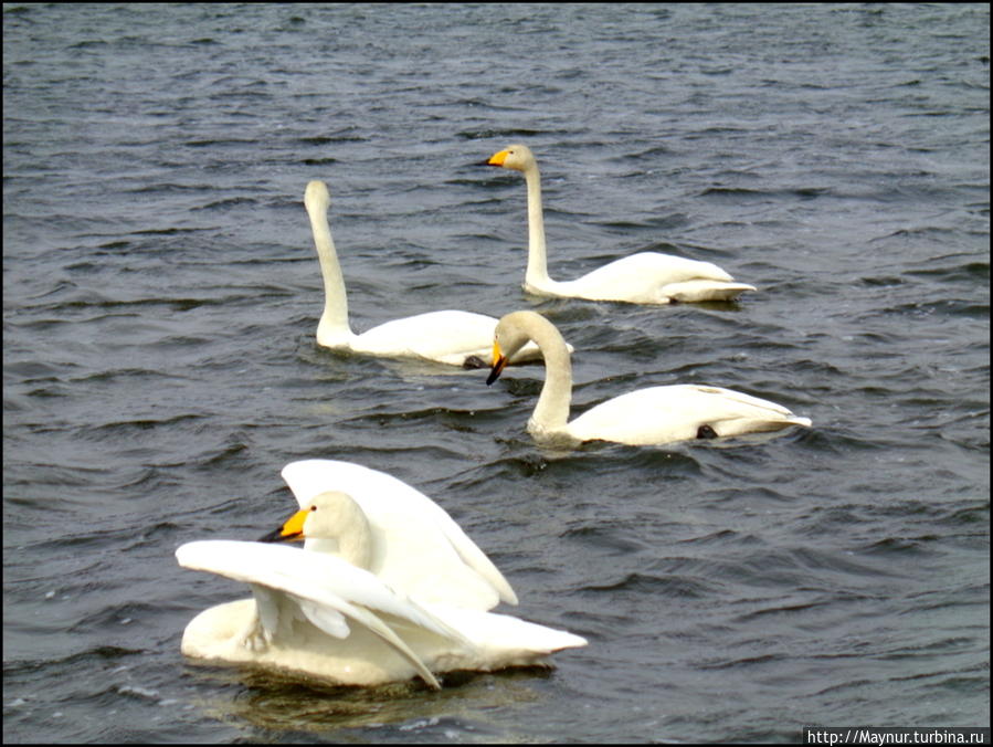 Пусть  летят  по  небу  лебеди... Южно-Сахалинск, Россия