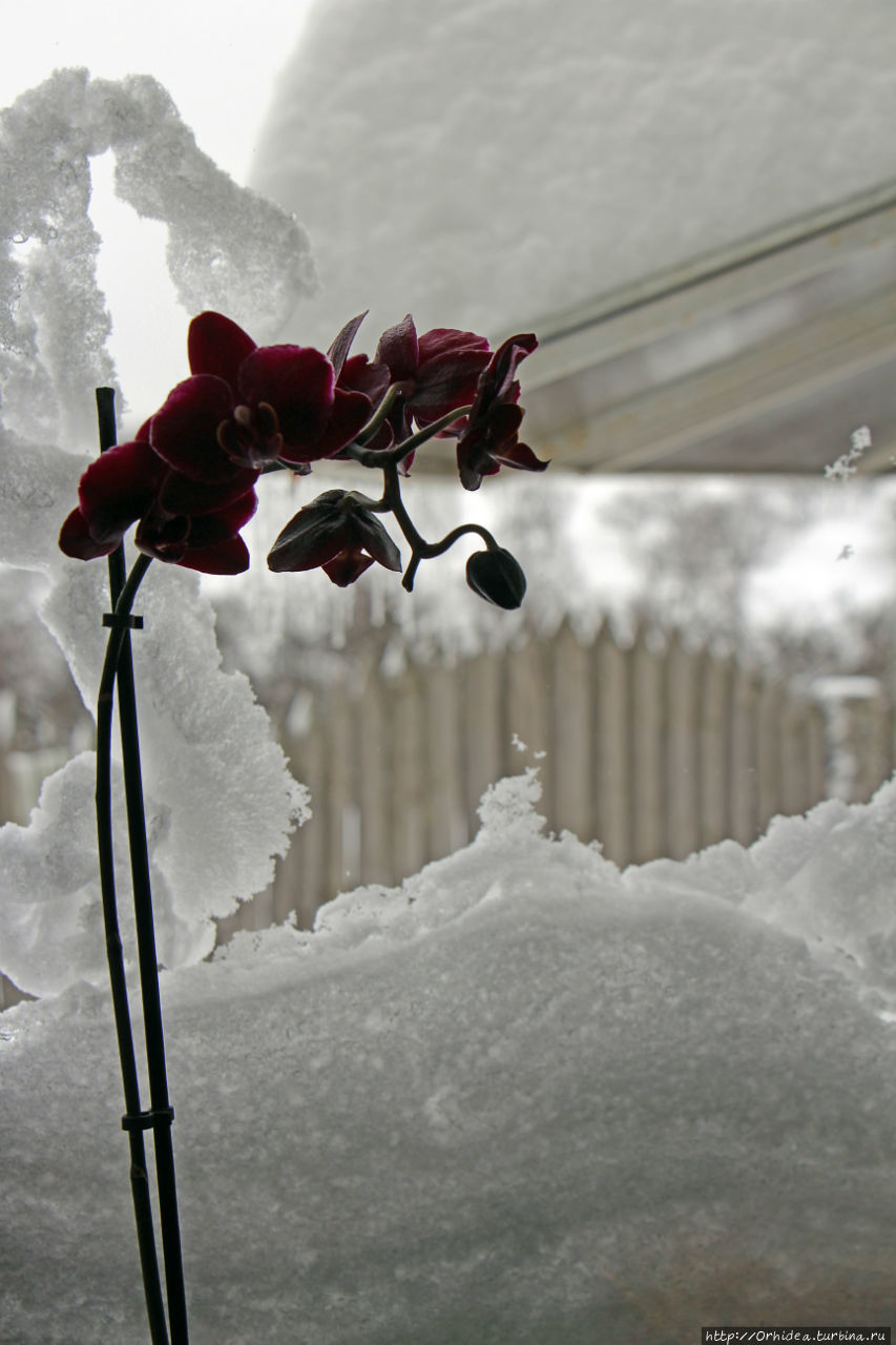 Намело сугробы белые Харьковская область, Украина