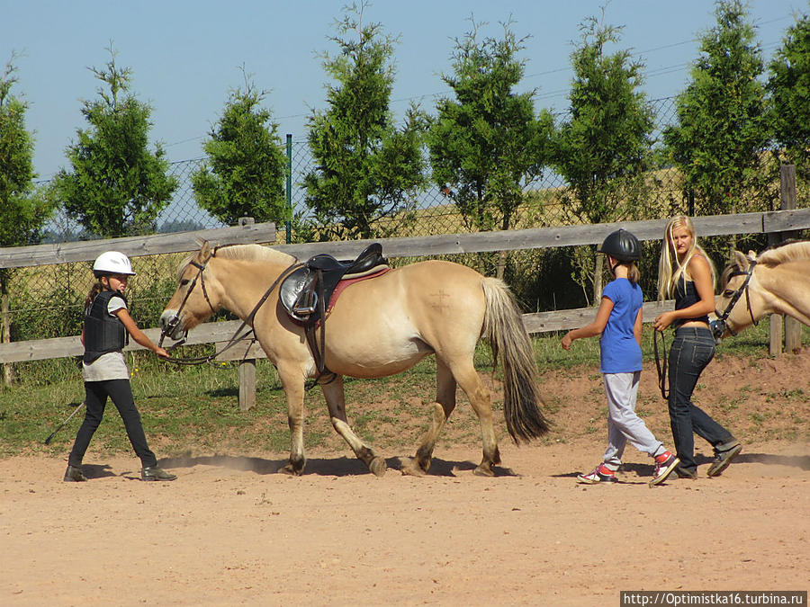 Лошади, пони, козы, котята, дети и мы в лошадином лагере Либерецкий край, Чехия