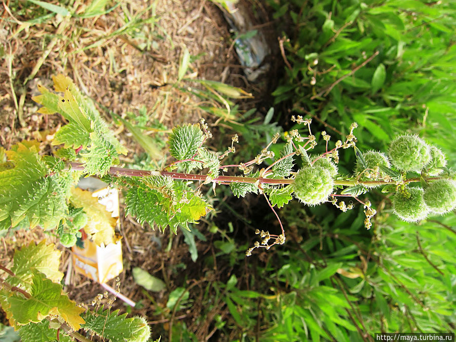 Иордания цветущая Иордания