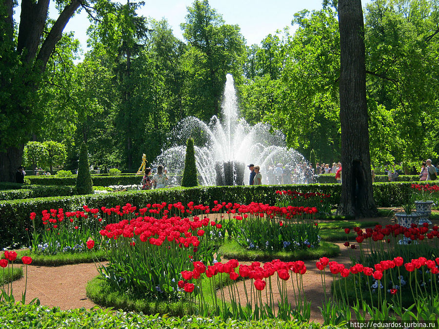 Кто рано встаёт — видит Петергоф вот таким! Петергоф, Россия