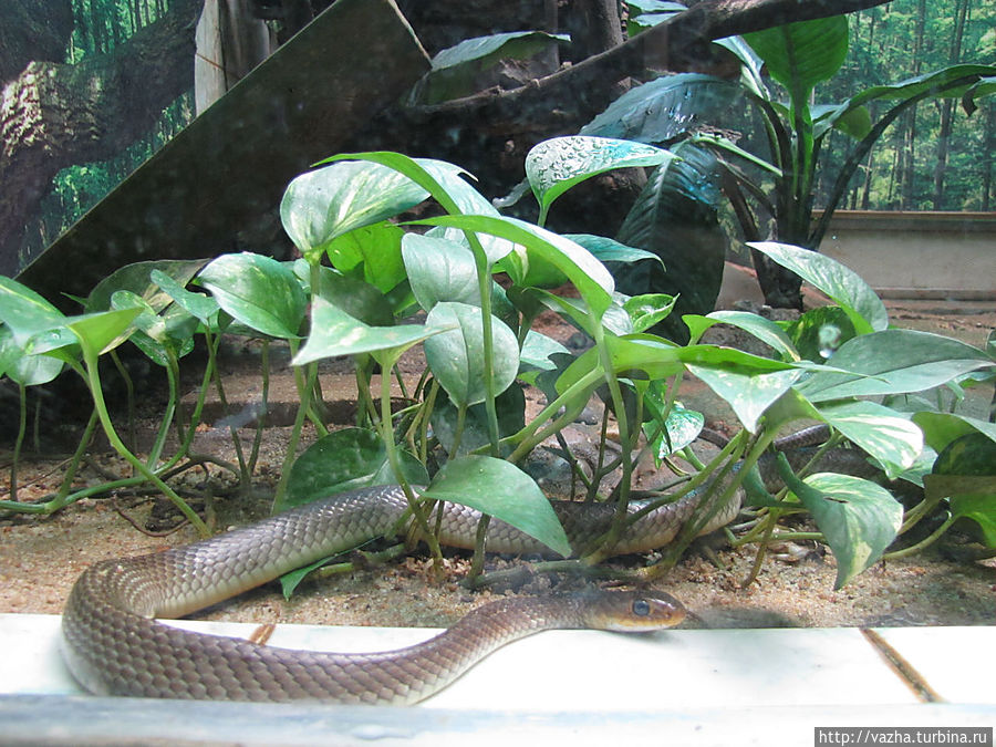 Зоопарк Гуанджоу.Продолжение знакомства. Гуанчжоу, Китай