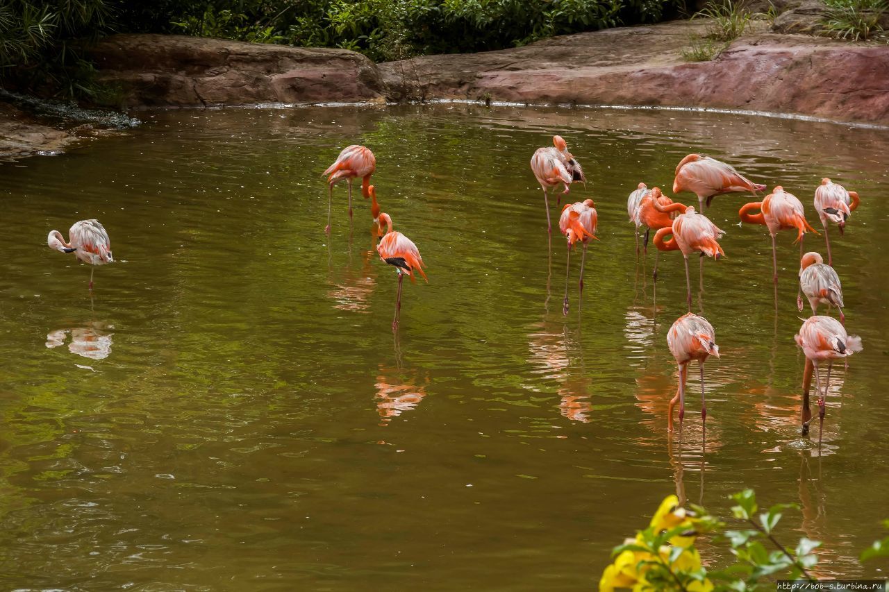 Расположенный в Бай Дай на северо-западном побережье острова Фукуок, парк Сафари может похвастаться крупнейшим зоологическим парком Вьетнама, возможно это так и есть. Но начавшийся дождь, а затем и ливень помешали вдоволь насладится этим великолепием фауны. Дуонг-Донг, Вьетнам
