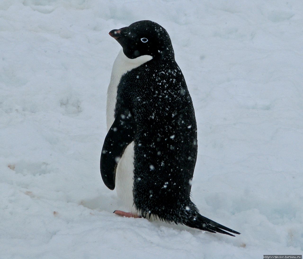 25 апреля — Всемирный день пингвинов (World Penguin Day) Антарктический полуостров, Антарктида