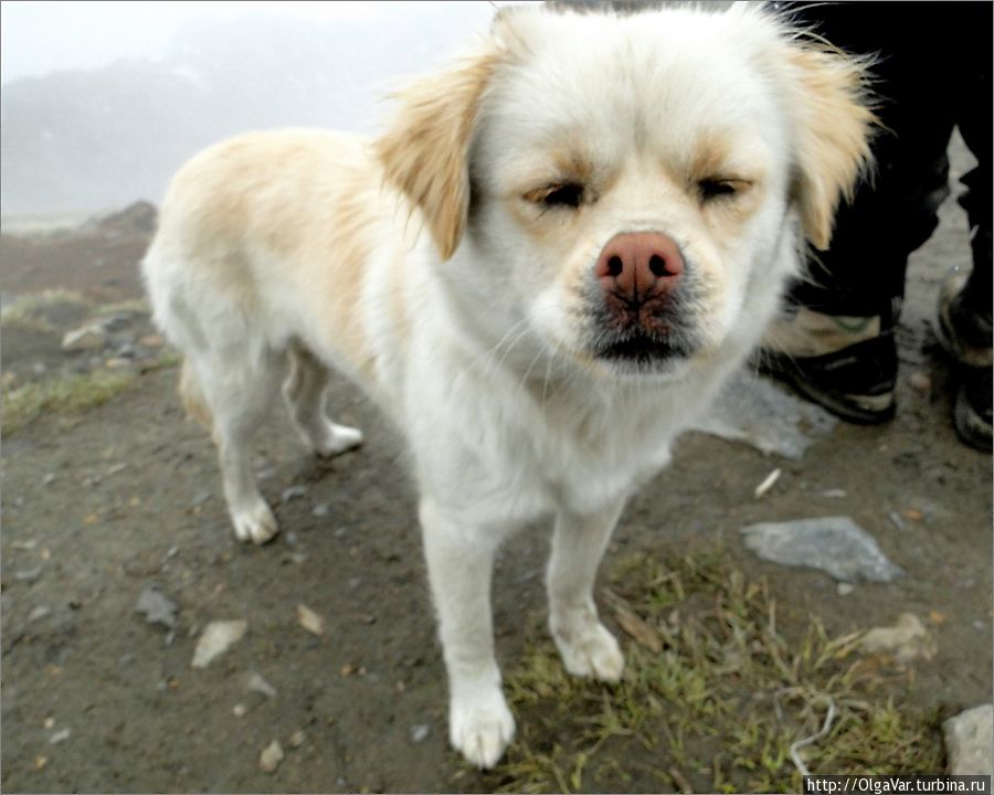 Этот чудный пёс с раскосыми глазами встречал нас у обрыва Аннапурна Национальный Парк, Непал