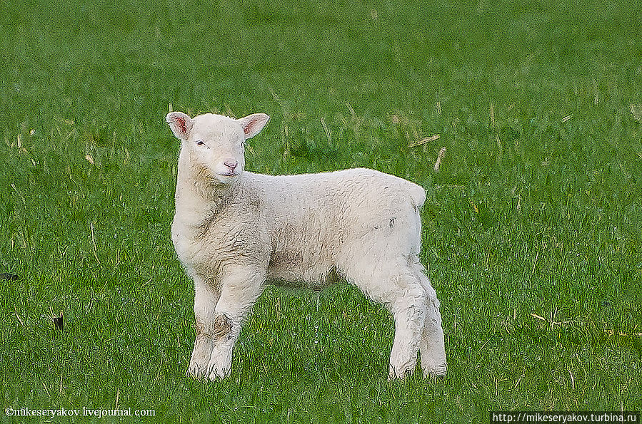 Новая Зеландия. День 10. Переезд в Квинстаун Квинстаун, Новая Зеландия