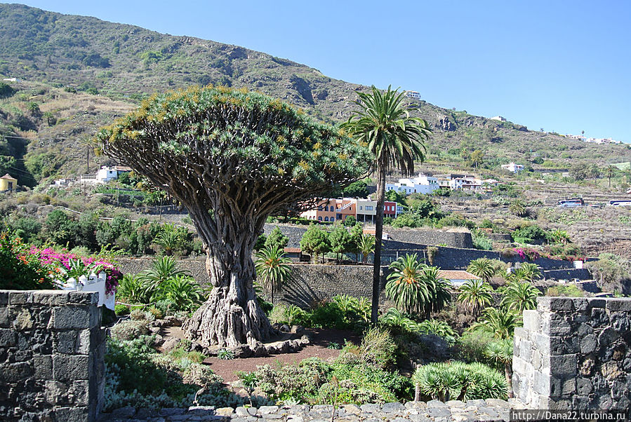Драконовое дерево, которому более 2000 лет