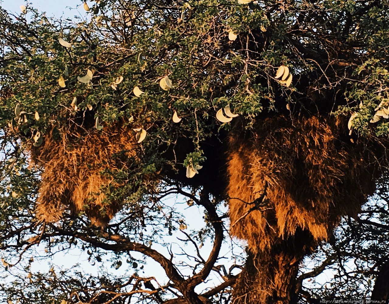 Новый год в Намибии. Часть 3. Ужин с гепардами. Солитейр, Намибия