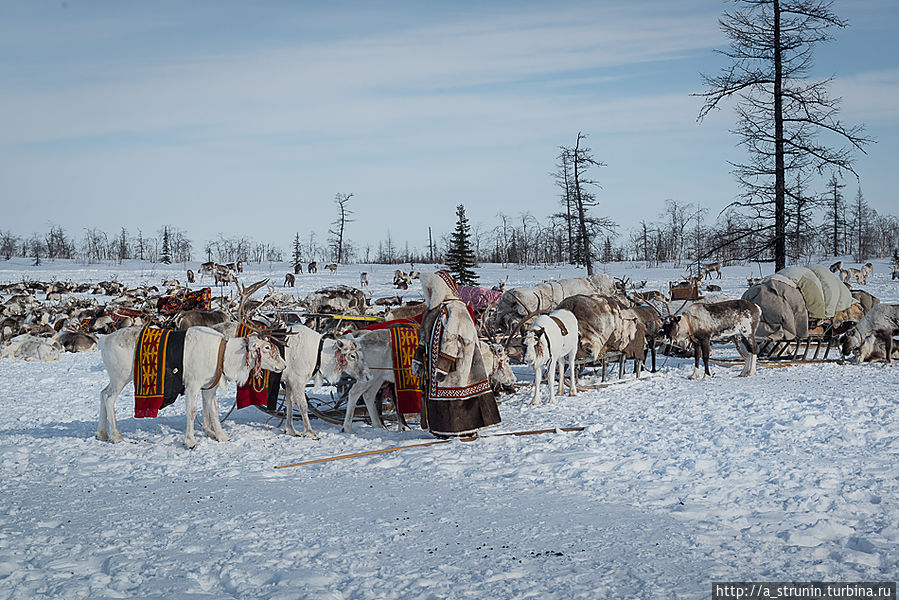 Кино и ненцы Салехард, Россия