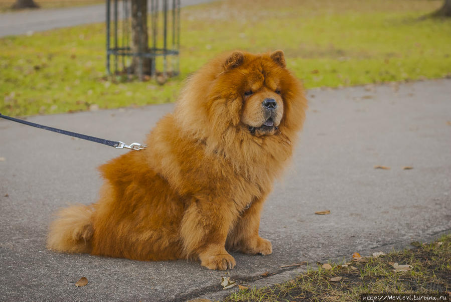 В ноябре в парке Кронвальда Рига, Латвия
