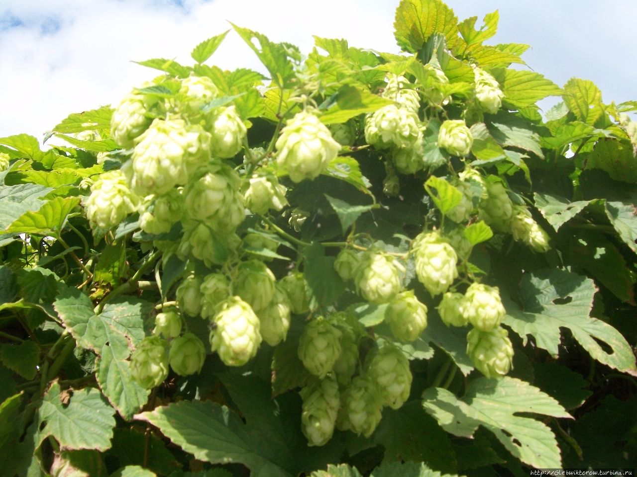 Осмотр немногочисленных достопримечательностей Венёв, Россия