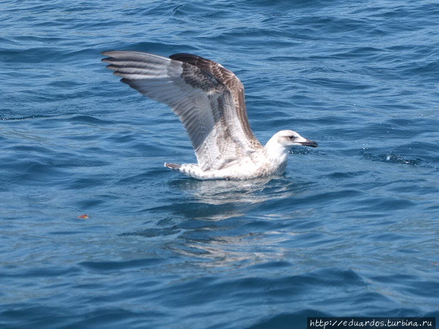 Морская рыбалка в Алуште Алушта, Россия