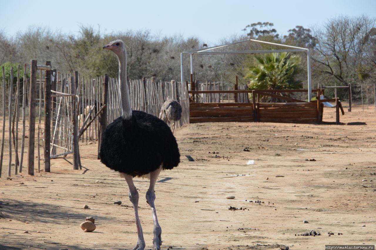 Оудсхорн. И яйца страуса и вкус… его же мяса Оудсхорн, ЮАР
