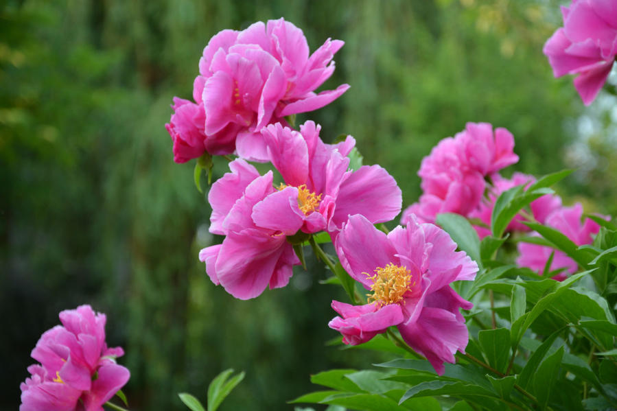 Пионы отцвели уход. Пион Москва. Paeonia Москва. Цветение пионов. Когда цветут пионы.