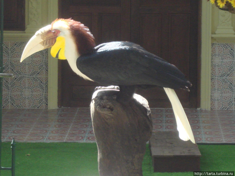 И птицы на Пхукете не лишены артистичности Пхукет, Таиланд