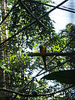 Красно-желтые ара. Те самые, что стаями летают в Амазонии. Очень ходовой товар у контрабандистов.