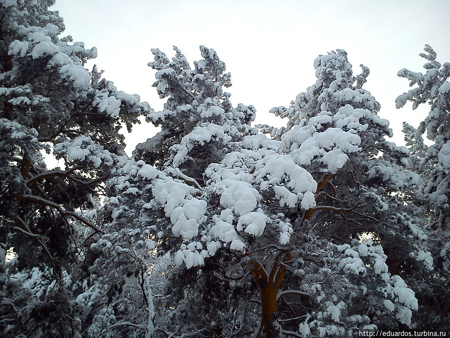Такого заснеженного леса вам ещё точо не доводилось видеть) Железногорск, Россия