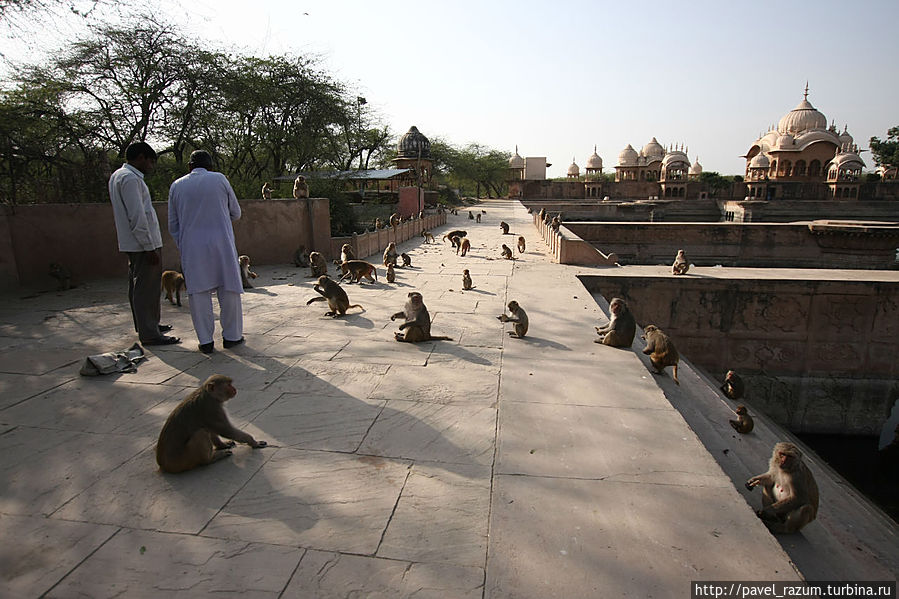 полчища обезьян Вриндаван, Индия