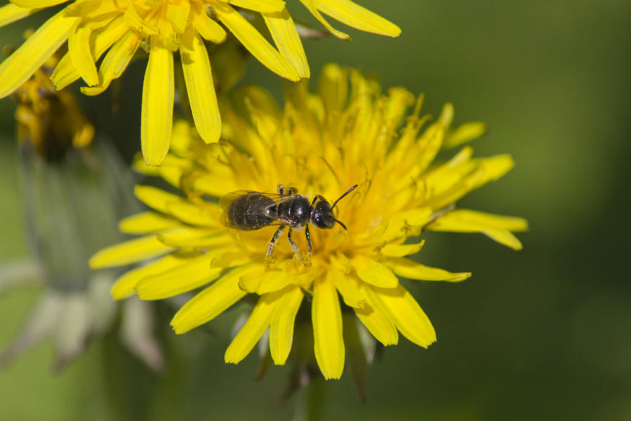 Живность вокруг нас Днепропетровская область, Украина