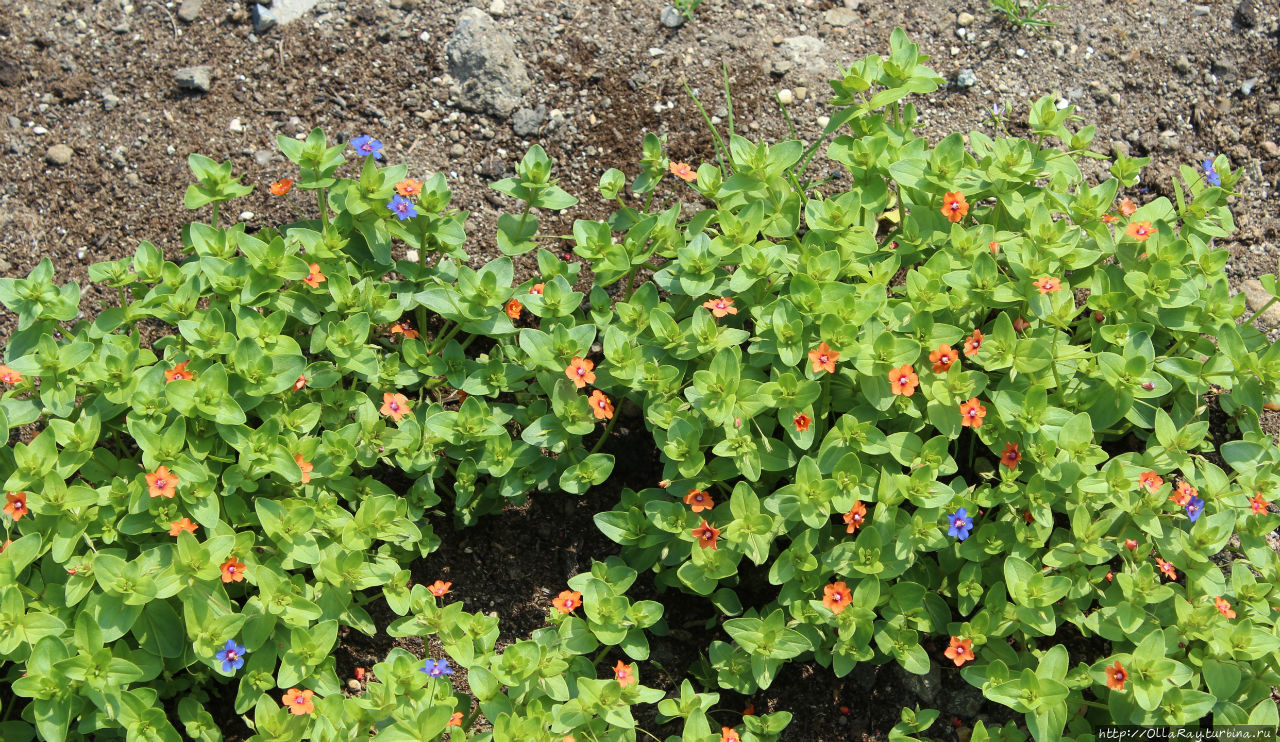 Очный цвет (анагаллис) полевой  —  чудесное почвопокровное растение, пока мало  используется в частных садах. Копенгаген, Дания