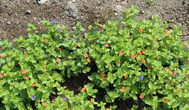 Очный цвет (анагаллис) полевой  —  чудесное почвопокровное растение, пока мало  используется в частных садах.