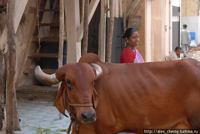 священная корова и ее хозяйка Мумбаи, Индия