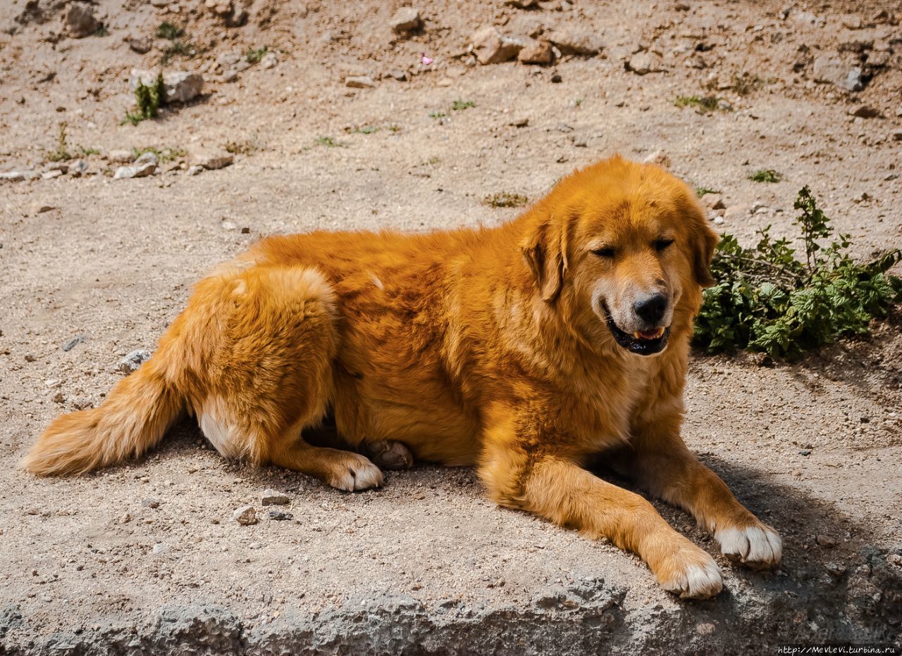Гималаи Северной Индии. Лех, Индия