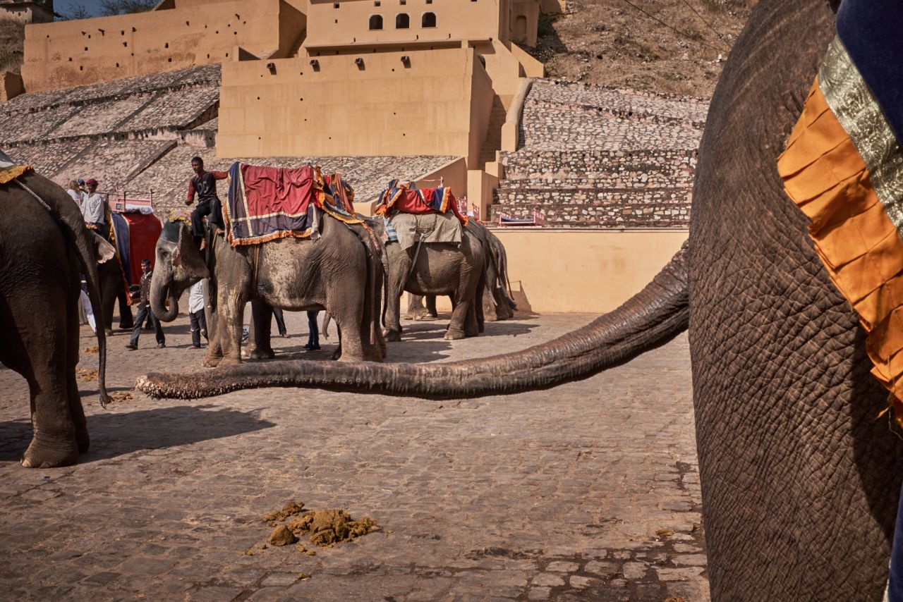 Индия — родина слонов Джайпур, Индия