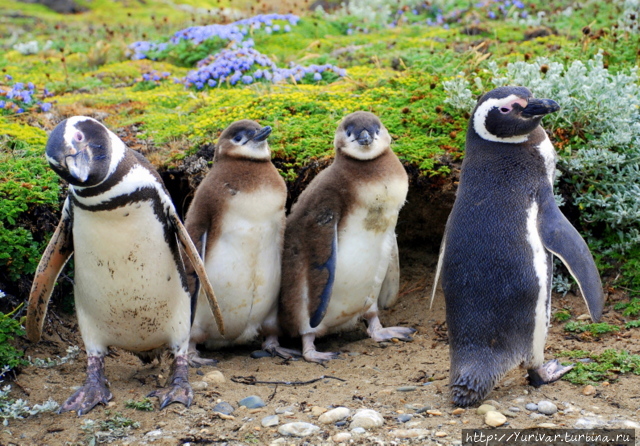 Пингвины Огненной Земли и Патагонии Пунта-Аренас, Чили