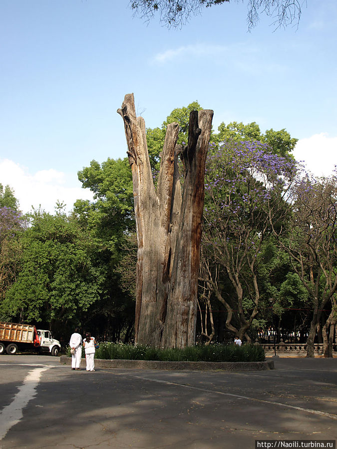 Дерево Эль Сархенто жило более 500 лет, достигло 12.5 метров в ширину и 40 метров в высоту, но все-таки засохло. Мехико, Мексика