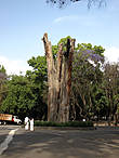 Дерево Эль Сархенто жило более 500 лет, достигло 12.5 метров в ширину и 40 метров в высоту, но все-таки засохло.