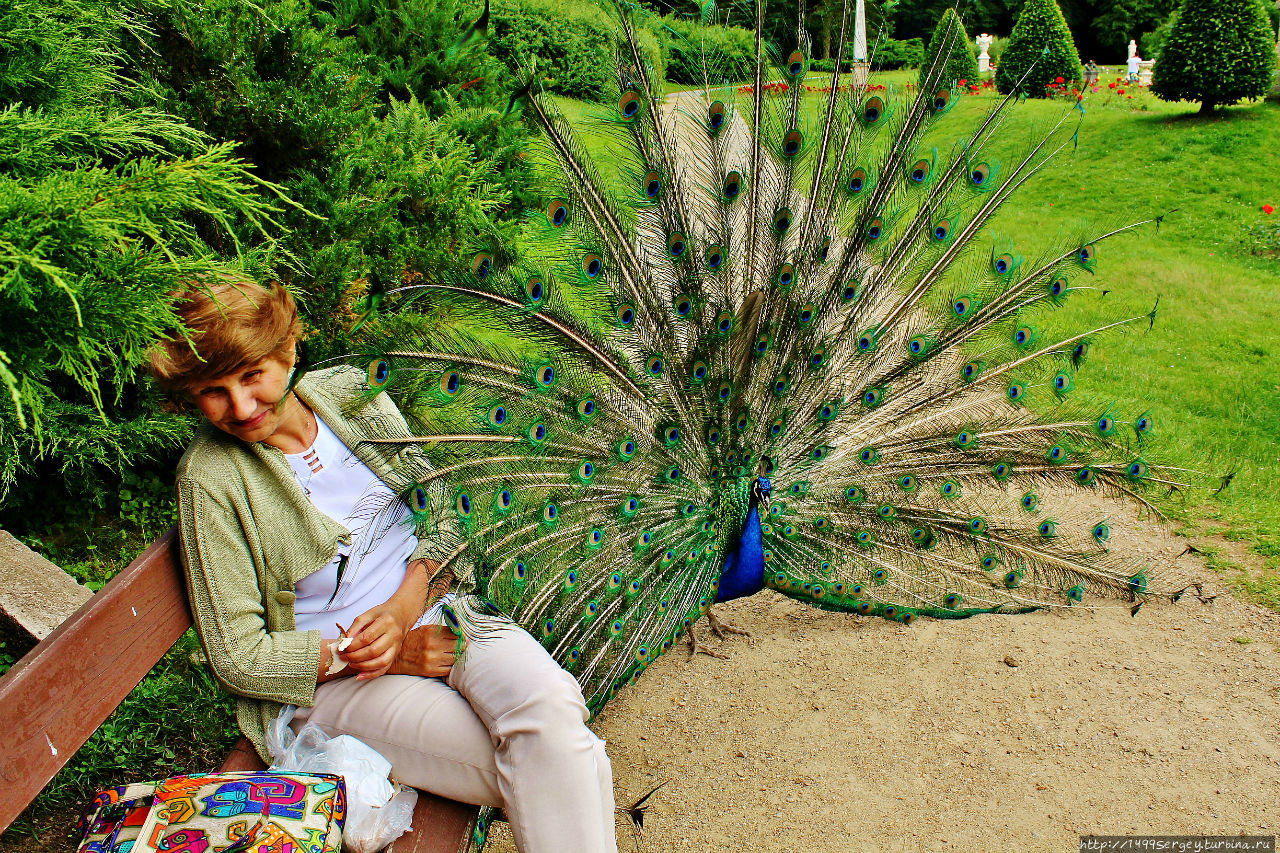 Такие разные птицы Чехия