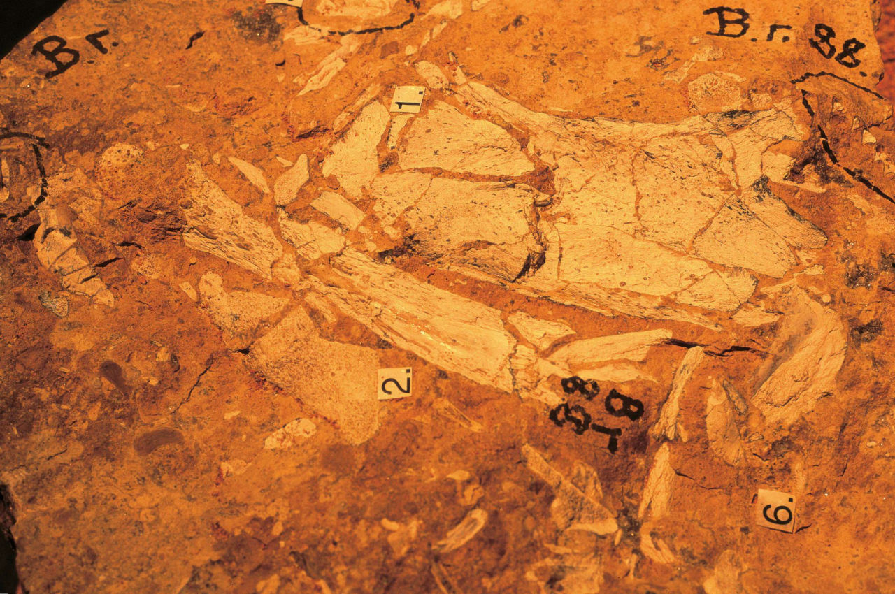 Заповедник окаменелостей Риверслей / Riversleigh Fossil Mammal Sites