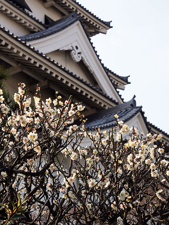 Сливы, сливы...