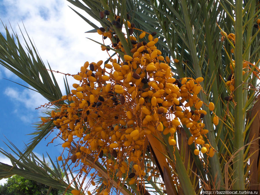 Финиковая пальма, но немножко не такая :) Лас-Пальмас-де-Гран-Канария, остров Гран-Канария, Испания