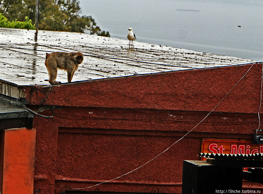 на входе в пещеру частенько можно встретить магота — местную макаку