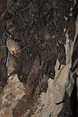 Пещерные храмы в Бадами наполнены гнездами летучих мышей.