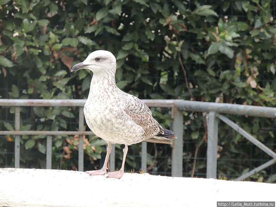 Zoo Roma Рим, Италия