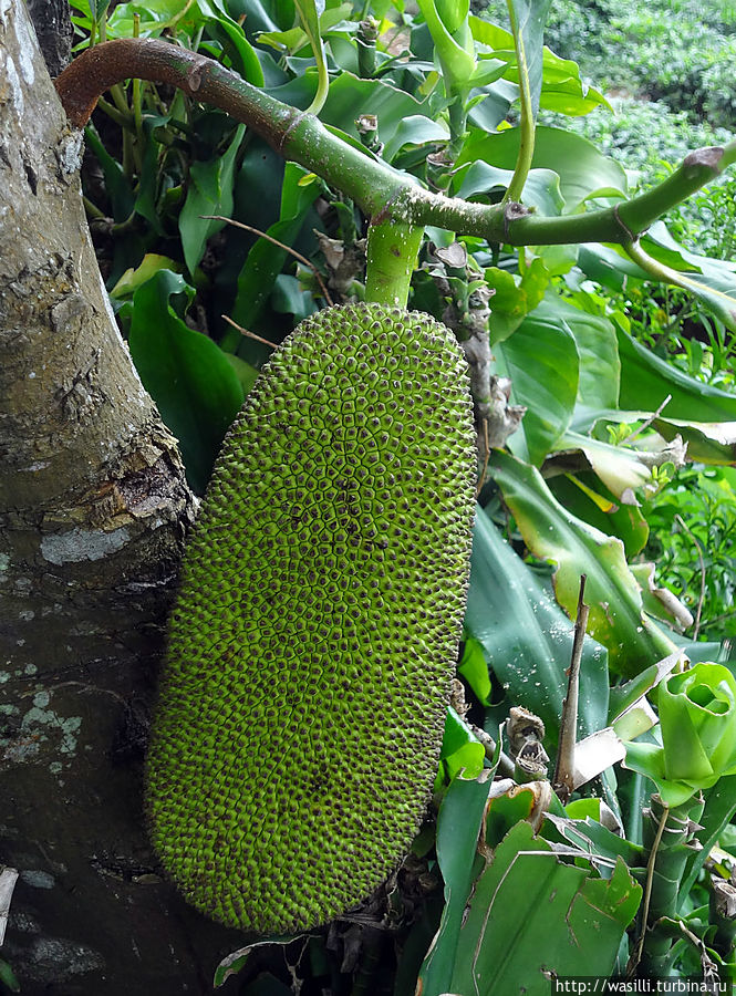Плод хлебного дерева. Ява, Индонезия