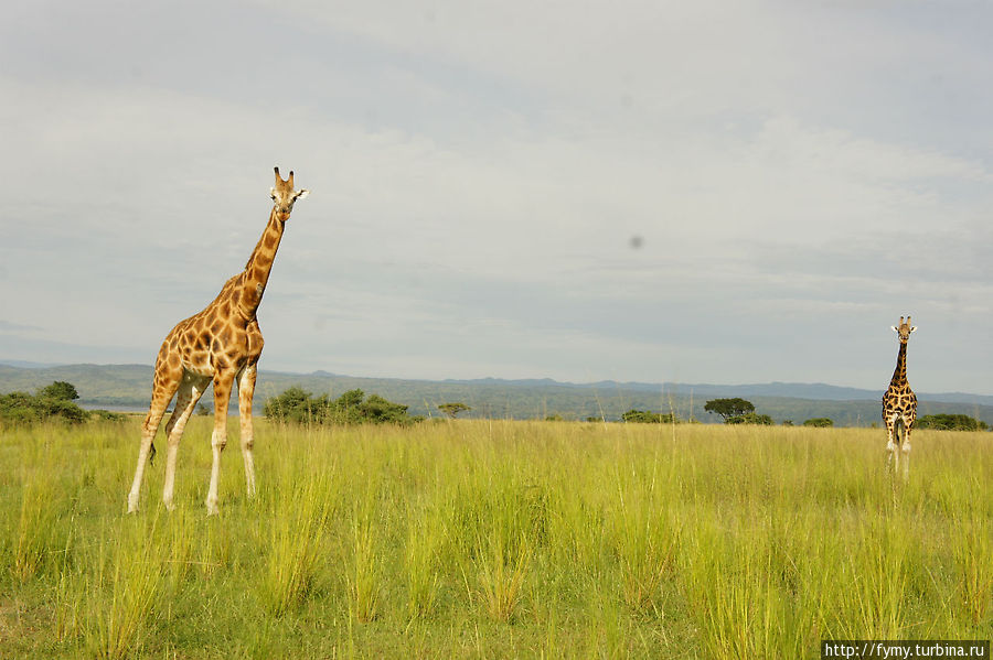 От Кампалы на север Уганда