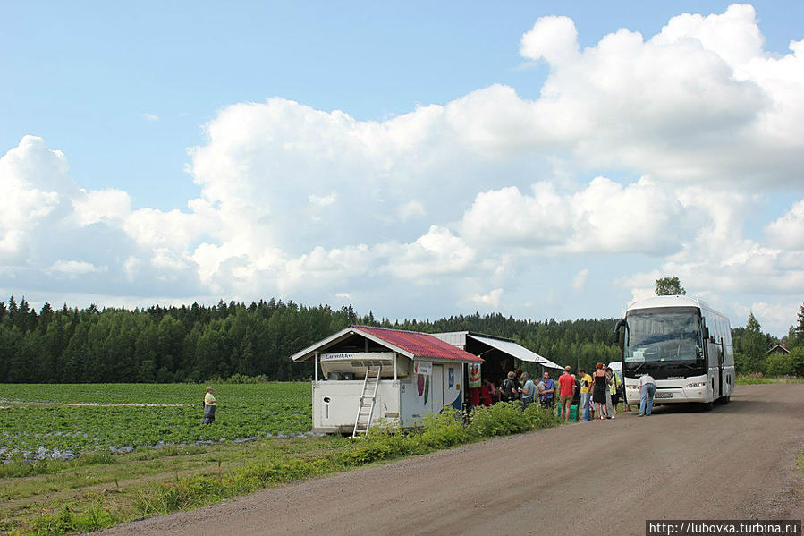 Туристы из России затариваются финской клубникой 4 евро за кг. перед отбытием на Родину.