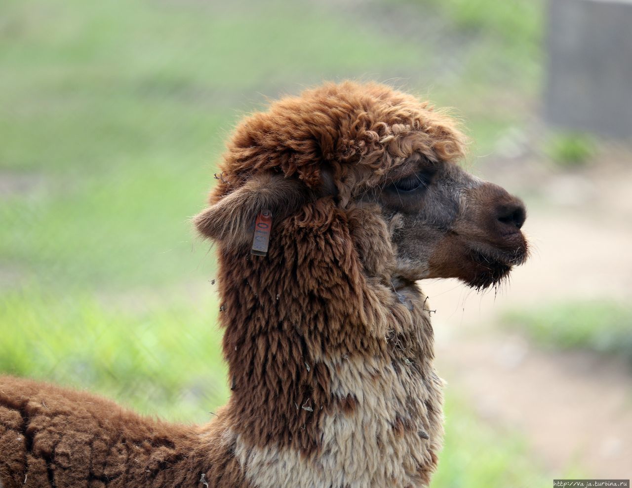 Зоопарк Лимы. Перу Лима, Перу